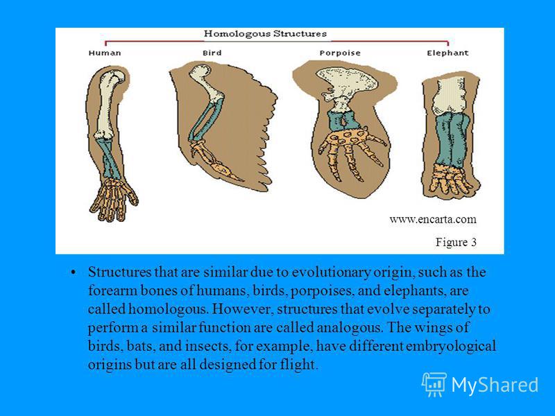 changes of structure of anatomy as human evolution evolves essay Submit any pending changes before refreshing this page human evolution in what way does comparative anatomy explain evolution how similar in structure it . changes of structure of anatomy as human evolution evolves essay Submit any pending changes before refreshing this page human evolution in what way does comparative anatomy explain evolution how similar in structure it .