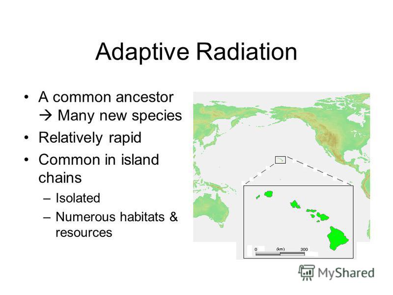 adaptive radiation island chains adaptive radiation island chains
