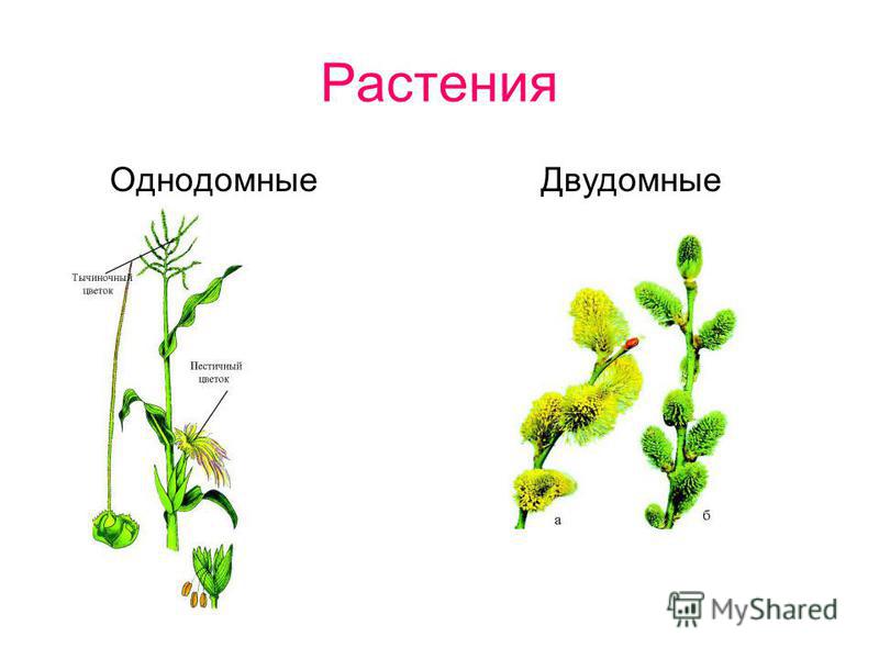 Береза двудомное или однодомное растение - Вопросы и ответы