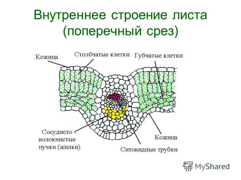 Реферат по биологии 6 класса по теме клеточное строение листа