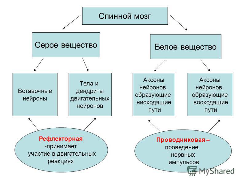 Взаимное расположение серого и белого вещества