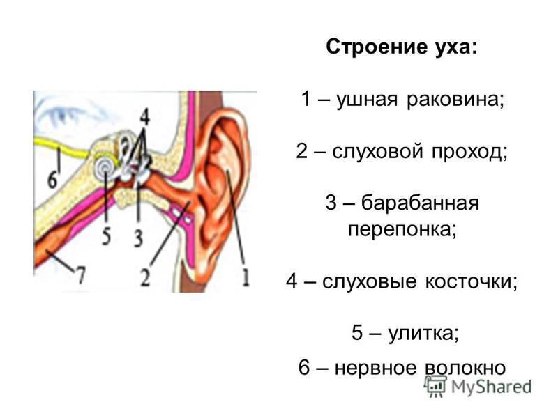 Строение уха: 1 – ушная раковина; 2 – слуховой проход; 3 – барабанная перепонка; 4 – слуховые косточки; 5 – улитка; 6 – нервное волокно