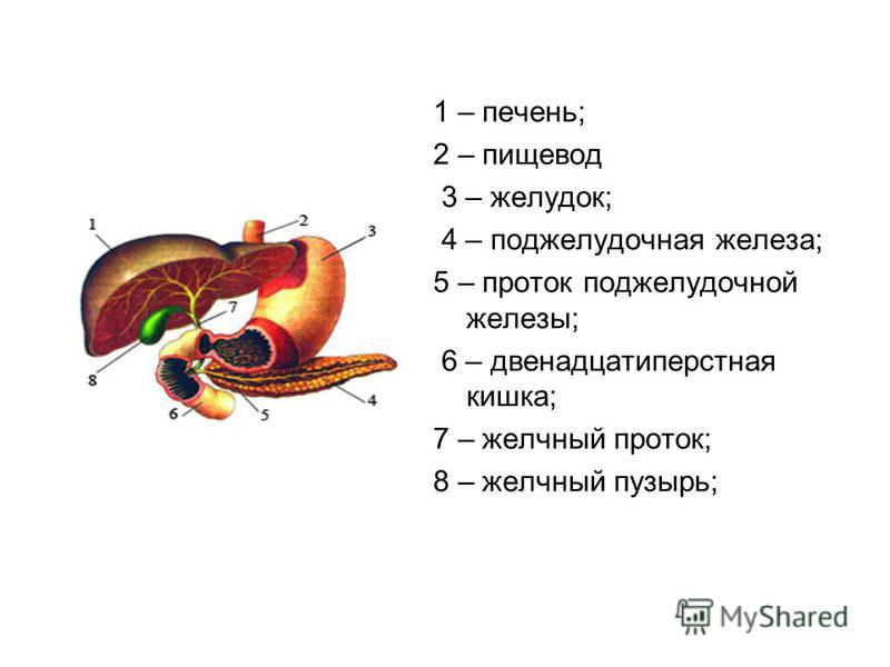 Расположение желудка и поджелудочной железы рисунок Выберите три верно обозначенные подписи к рисунку печень и поджелудочная железа 