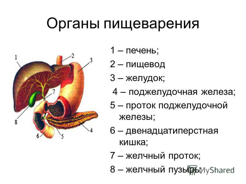 Установите последовательность расположения желез пищеварительной системы Выберите три верно обозначенные подписи к рисунку печень и поджелудочная железа