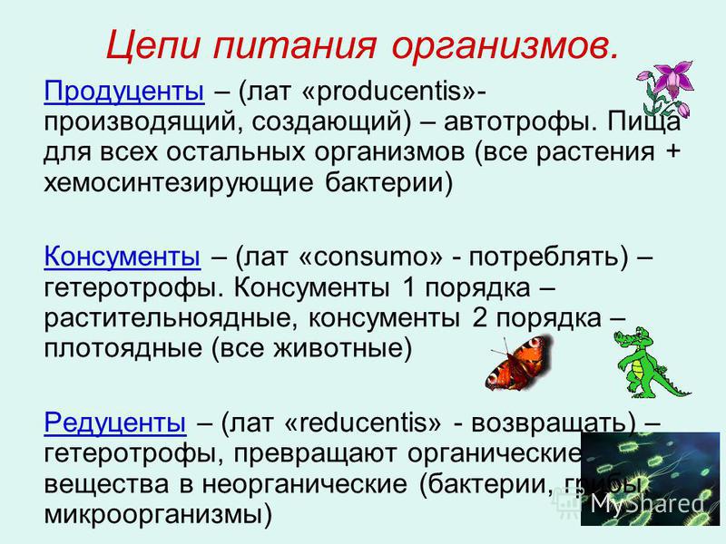 Презентация "Понятие о пищевых цепях и сетях. экологические пирамиды" по биологи