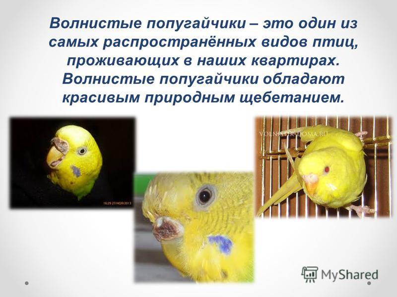 Сочинение Про Попугая 5 Класс Сочинение Про Попугая 5 Класс