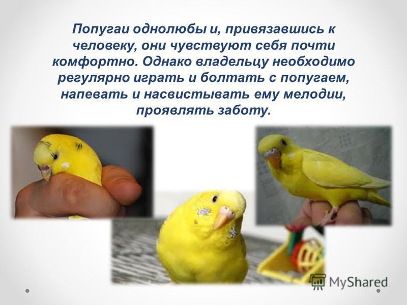 Сочинение Про Попугая 5 Класс Сочинение Про Попугая 5 Класс