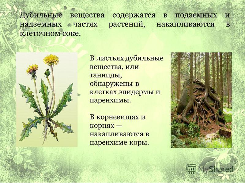 дубильные вещества от паразитов дубильные вещества от паразитов