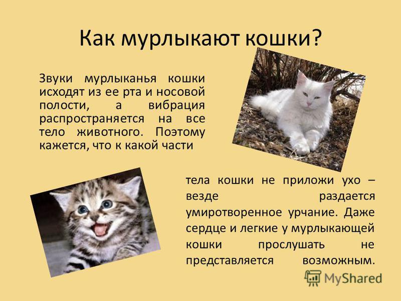 Скачать звуки мурлыканья кошки