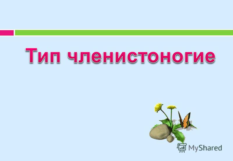 Схема тип членистоногие класс насекомые фото 575