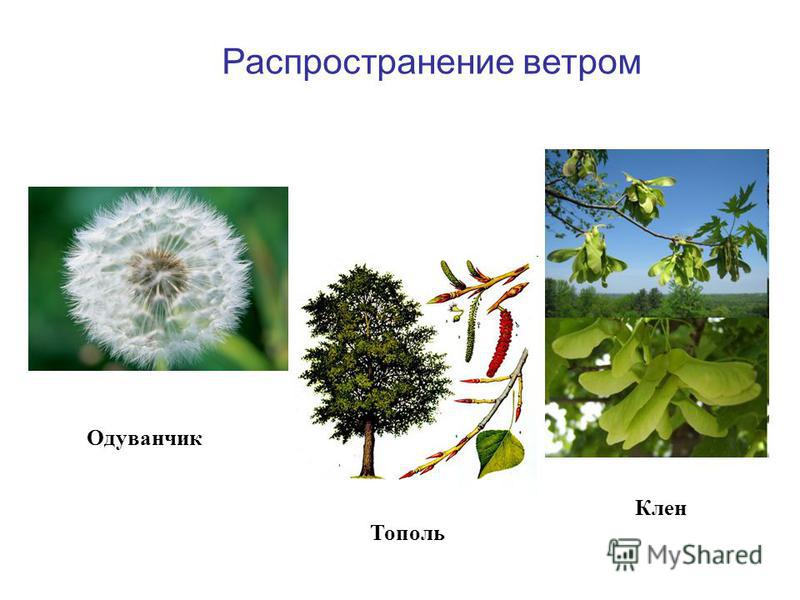 Распространения плодов клена Распространения плодов клена