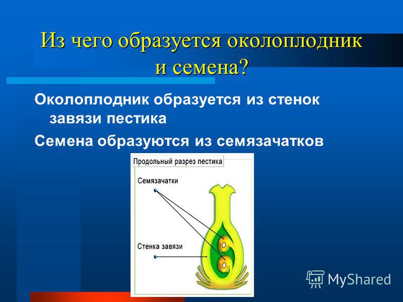 Из чего образуется семена Из чего образуется семена