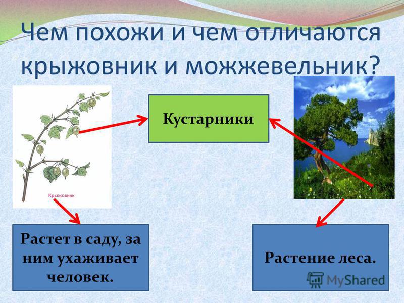 Растут шишки на ногах как лечить