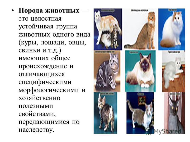 Презентация на тему: "Презентация к занятию по окружающему миру (младшая группа)
