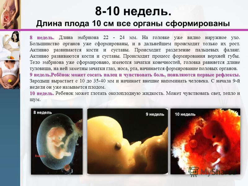 Во сколько недель от зачатия виден эмбрион Во сколько недель от зачатия виден эмбрион