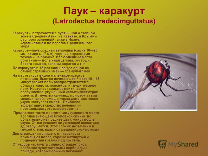 вредители человека насекомые вредители человека насекомые
