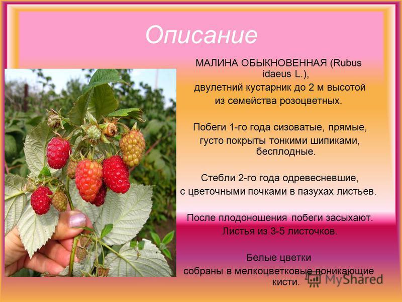 Описание МАЛИНА ОБЫКНОВЕННАЯ (Rubus idaeus L.), двулетний кустарник до 2 м высотой из семейства розоцветных. Побеги 1-го года сизоватые, прямые, густо покрыты тонкими шипиками, бесплодные. Стебли 2-го года одревесневшие, с цветочными почками в пазуха