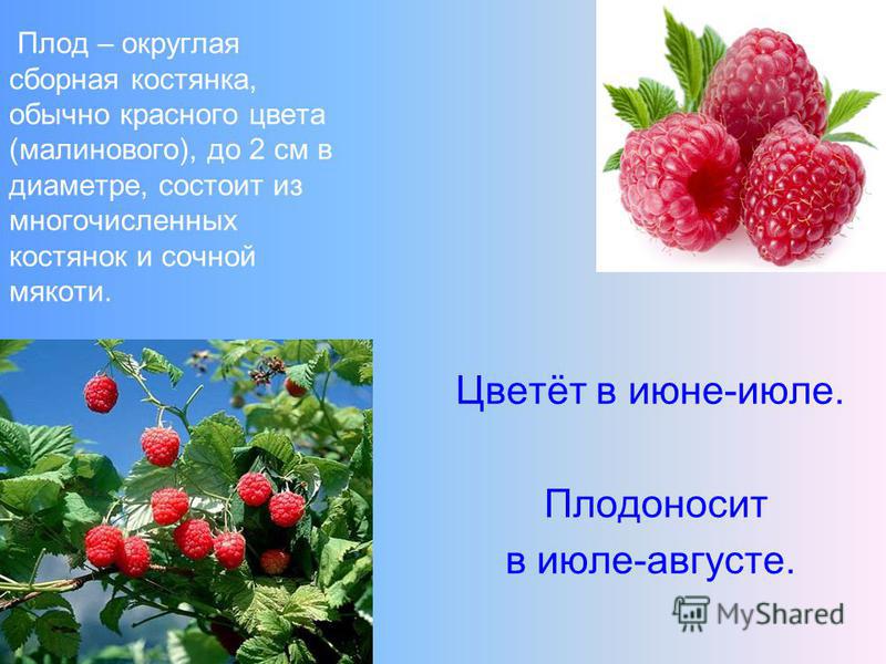 Курсовая работа по теме Малина обыкновенная и ее применение в медицине Курсовая работа по теме Малина обыкновенная и ее применение в медицине