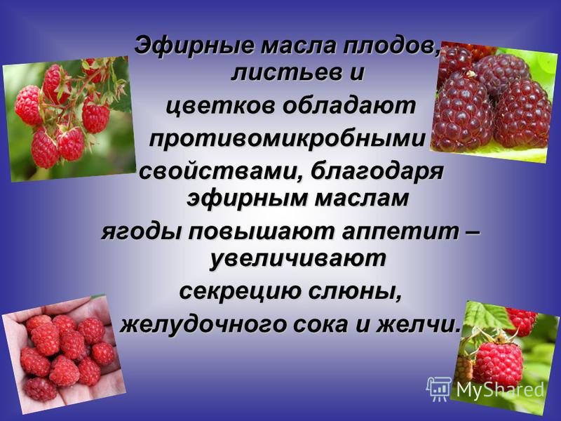 Курсовая работа по теме Малина обыкновенная и ее применение в медицине Курсовая работа по теме Малина обыкновенная и ее применение в медицине