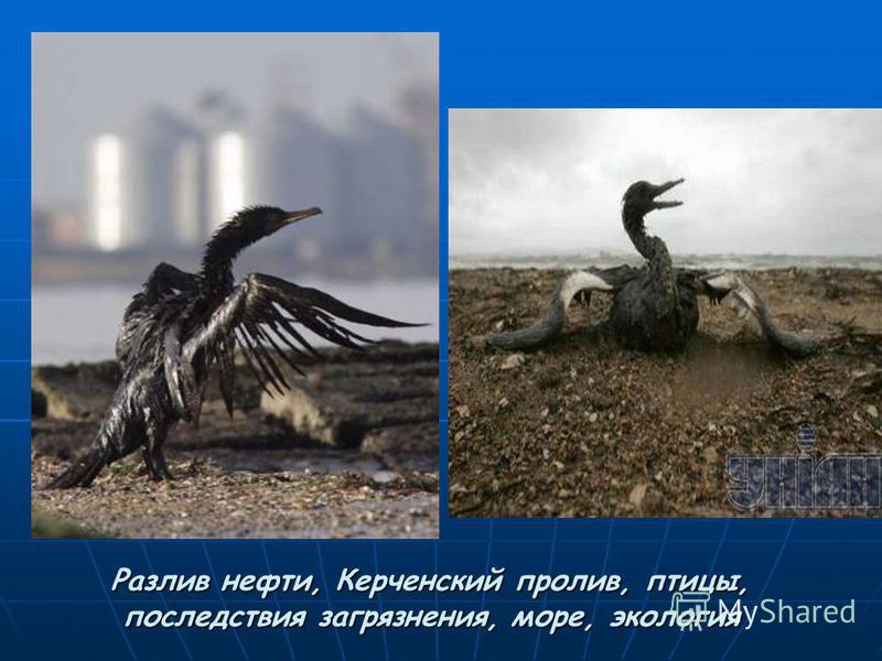 Разлив нефти, Керченский пролив, птицы, последствия загрязнения, море, экология