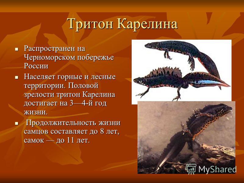 Тритон проект 3 класс Тритон карелина - фотосток PhotoPrague.ru