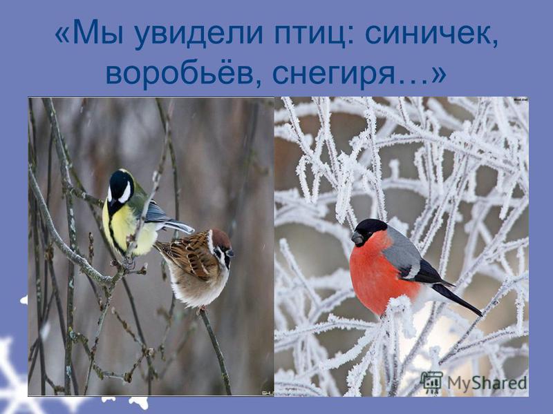 «Мы увидели птиц: синичек, воробьёв, снегиря…»