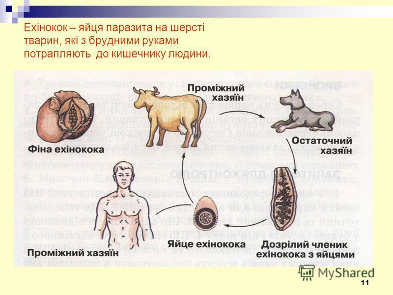 паразит аскарида лечение паразит аскарида лечение