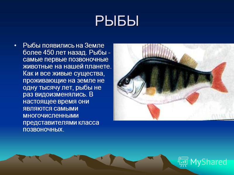 Проект 3 класс рыбы