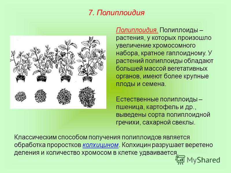 Полиплоидия. Полиплоиды – растения, у которых произошло увеличение хромосомного набора, кратное гаплоидному. У растений полиплоиды обладают большей массой вегетативных органов, имеют более крупные плоды и семена. Естественные полиплоиды – пшеница, ка