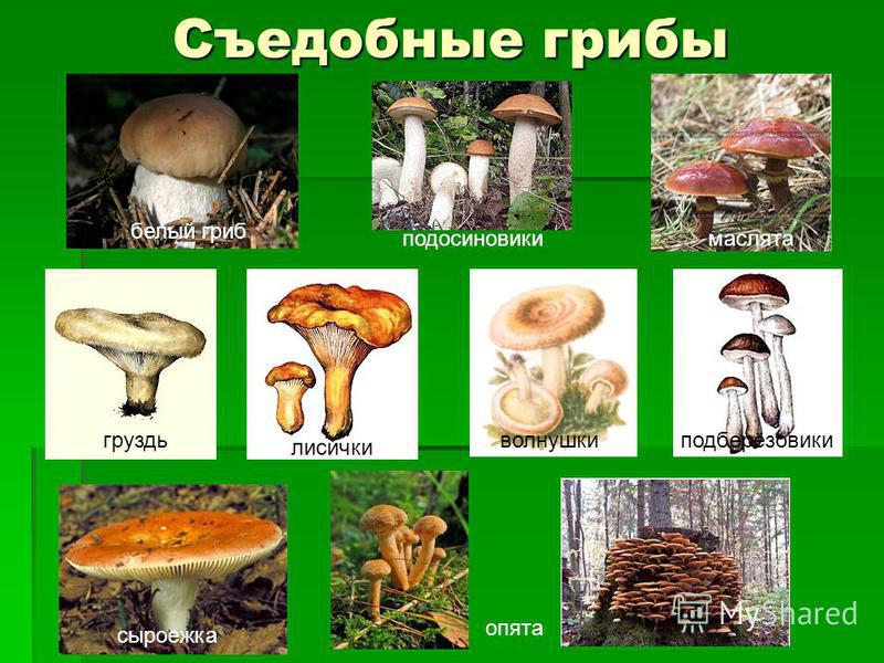Съедобные грибы белый гриб подосиновики маслята груздь лисички волнушкиподберёзовики опята сыроежка