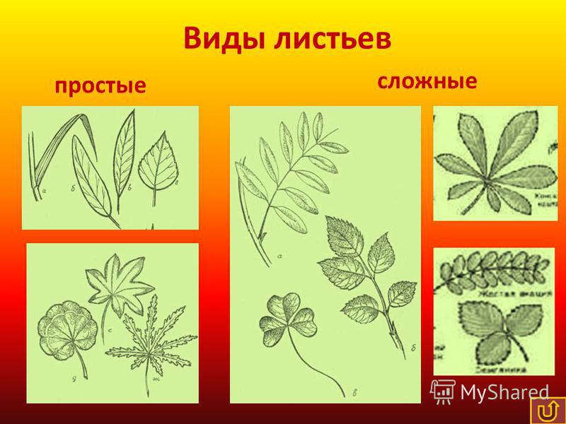 Виды листьев простые сложные