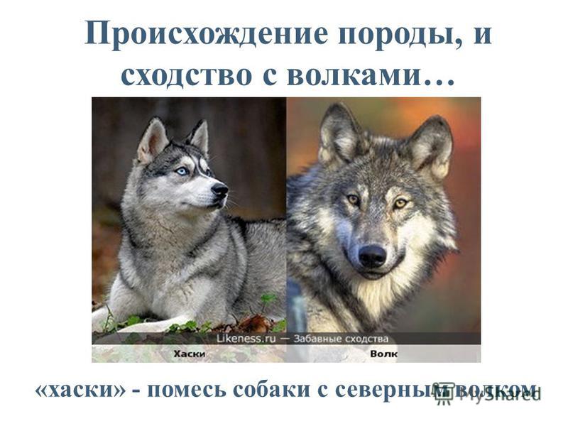 помесь хаски и волка фото