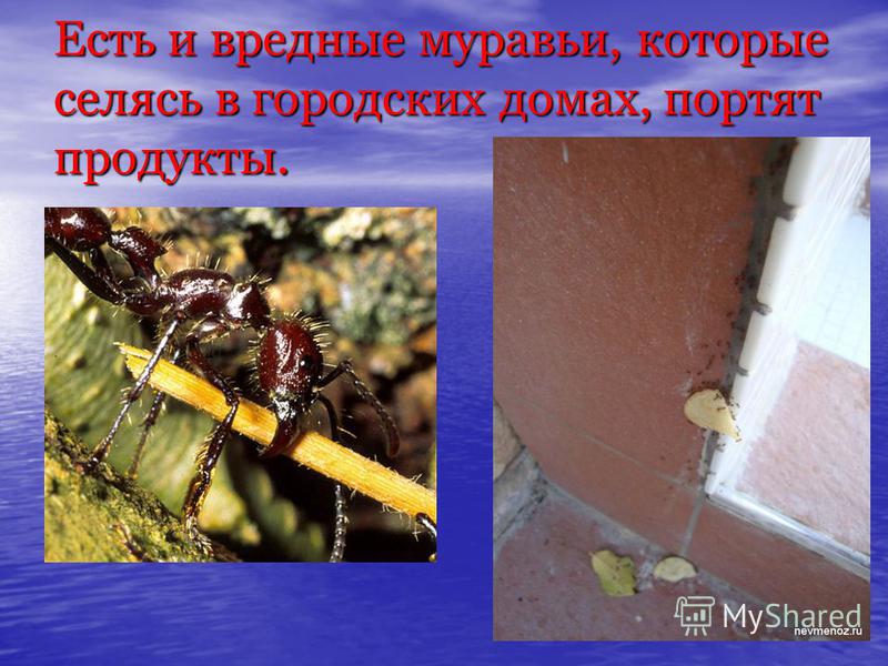 Есть и вредные муравьи, которые селясь в городских домах, портят продукты.