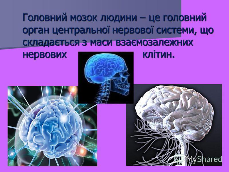 Головний мозок людини – це головний орган центральної нервової системи, що складається з маси взаємозалежних нервових клітин.