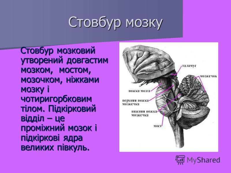 Стовбур мозку Стовбур мозковий утворений довгастим мозком, мостом, мозочком, ніжками мозку і чотиригорбковим тілом. Підкірковий відділ – це проміжний мозок і підкіркові ядра великих півкуль. Стовбур мозковий утворений довгастим мозком, мостом, мозочк