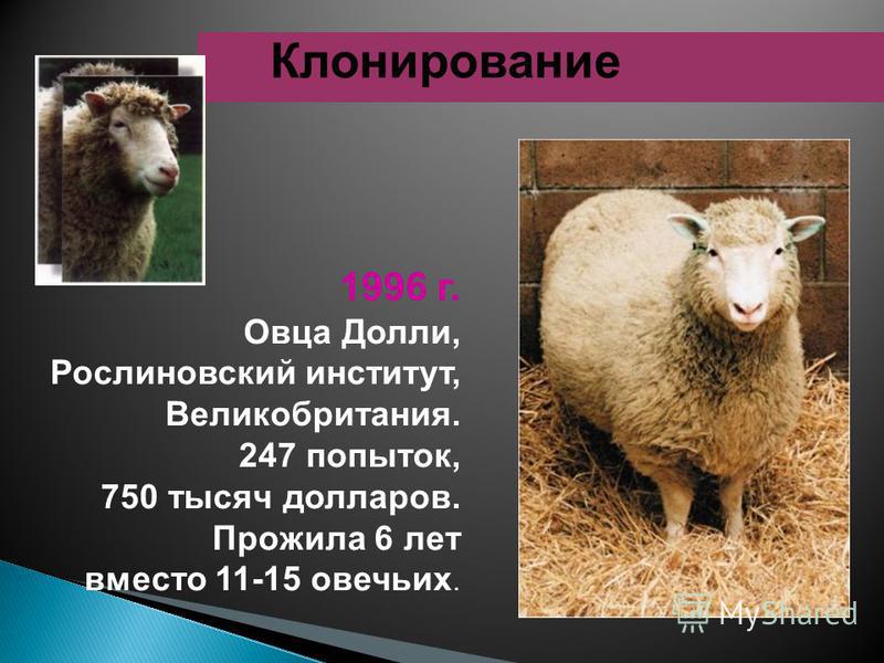 1996 г. Овца Долли, Рослиновский институт, Великобритания. 247 попыток, 750 тысяч долларов. Прожила 6 лет вместо 11-15 овечьих.