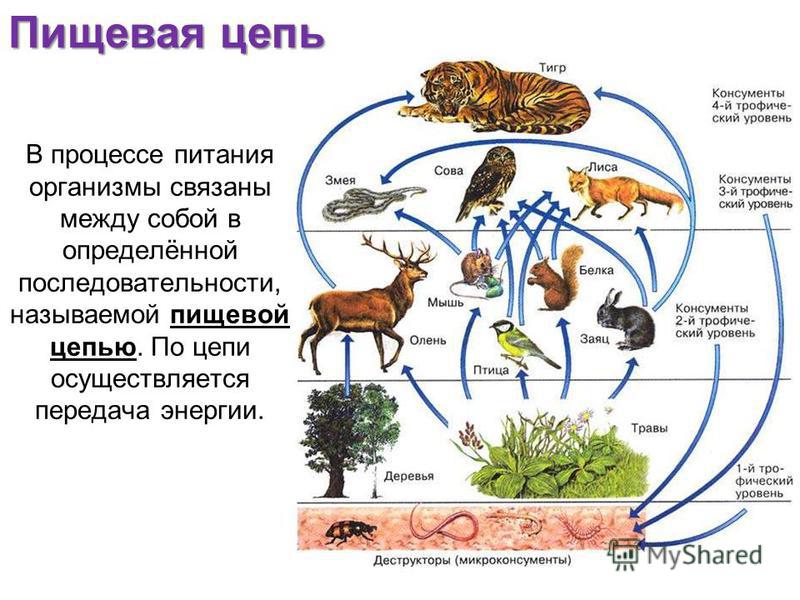 Как связаны между собой организмы одной экосистемы Как связаны между собой организмы одной экосистемы