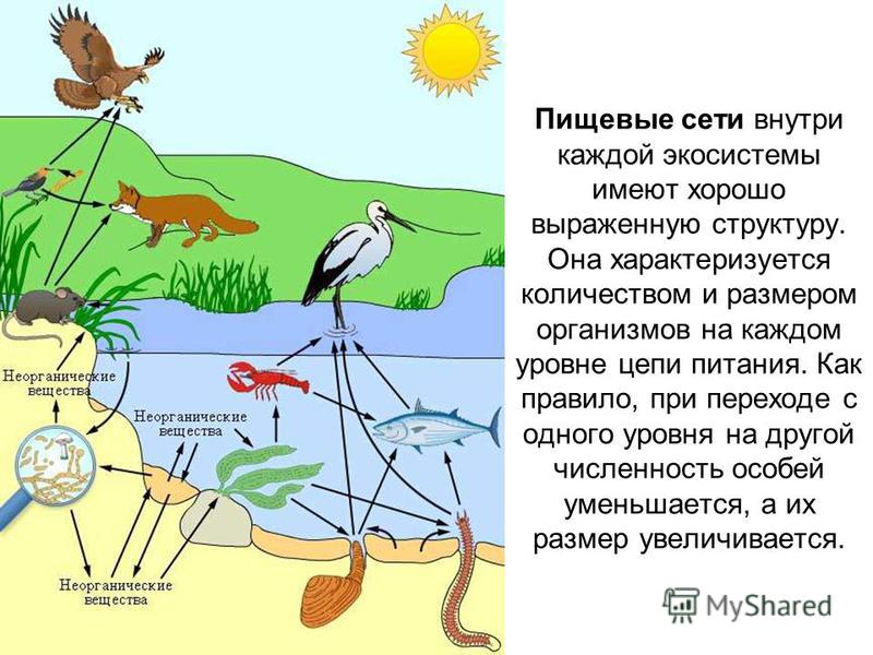 Как связаны между собой организмы одной экосистемы Как связаны между собой организмы одной экосистемы