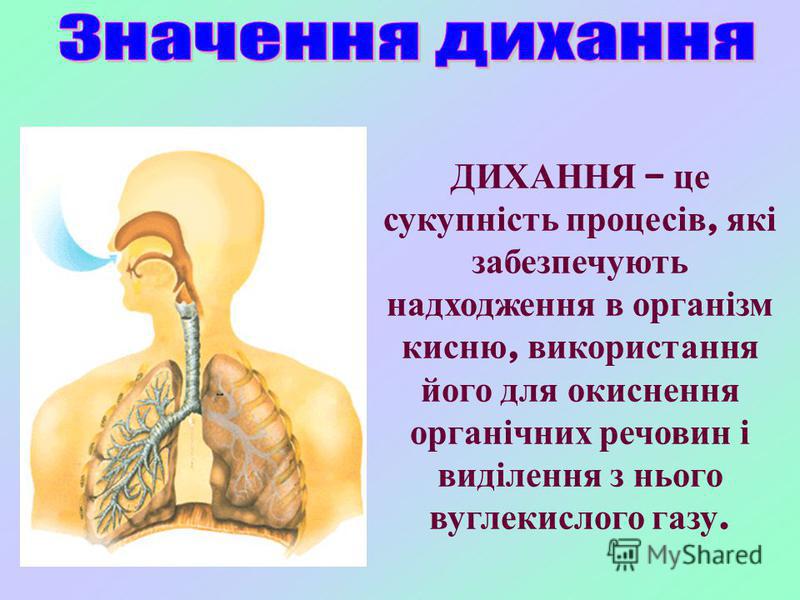 Реферат: Процес дихання та його патології