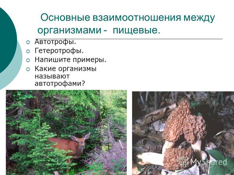 Презентация к уроку "Отношения между животными разных видов"