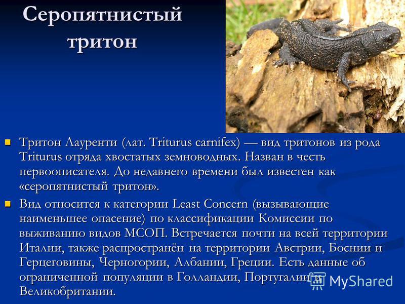 Тритон проект 3 класс Реферат: Серопятнистый тритон - Telegraph