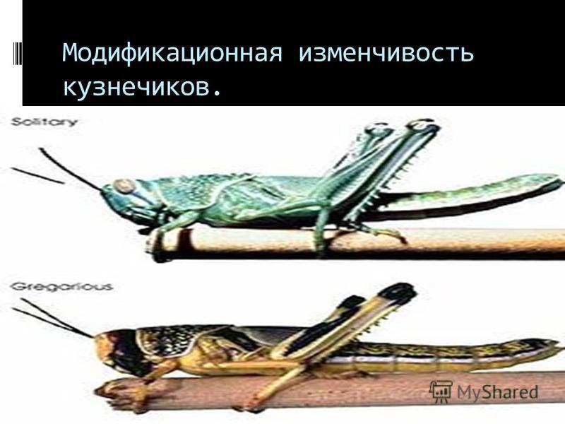 Модификационная изменчивость - презентация онлайн