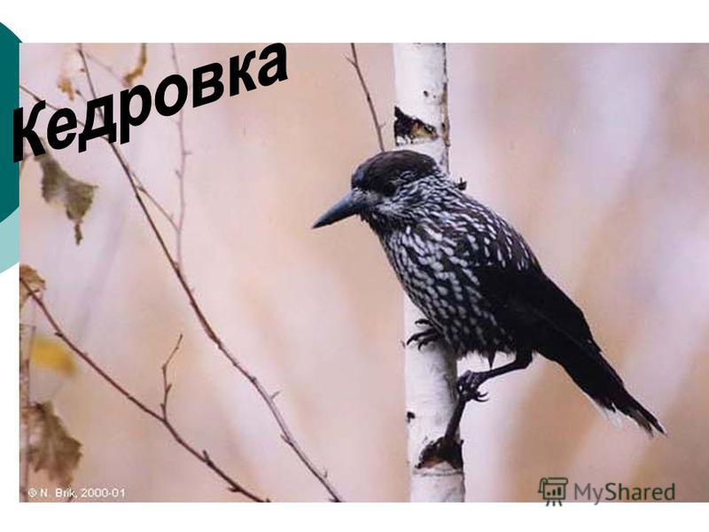 Как сшить деда мороза в шапку