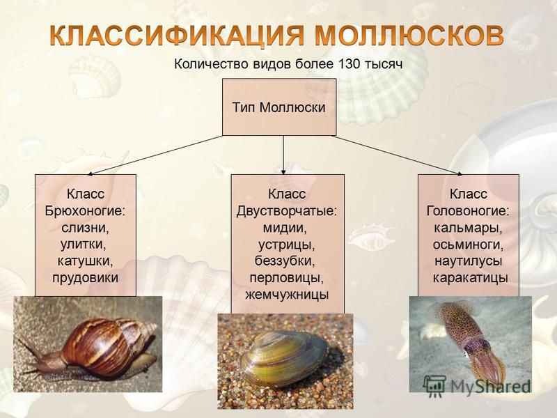 Виды Моллюсков Фото