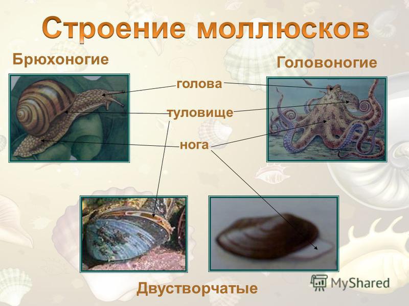 Значение в жизни человека брюхоногих моллюсков - Вопросы и ответы