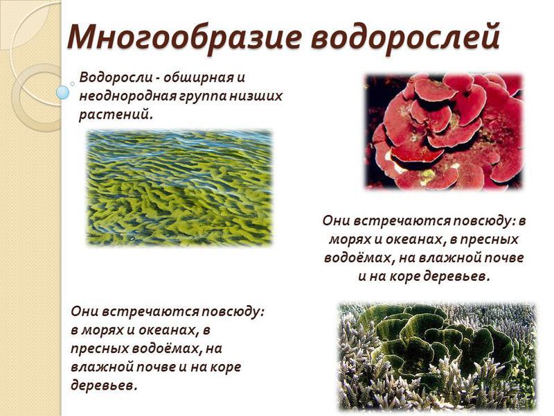 биологии 6 класс в пресных водоемах обитает:а.саргассум...в.спирогира...г.вольвокс