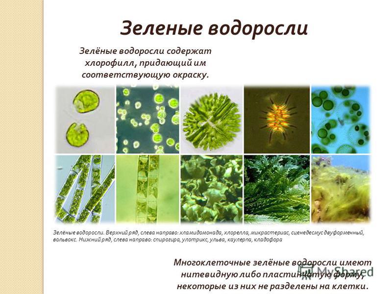 биологии 6 класс в пресных водоемах обитает:а.саргассум...в.спирогира...г.вольвокс
