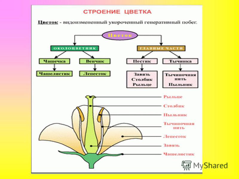 Из каких частей состоит цветок? - Естественные науки - Яндекс. Знатоки Цветок Википедия