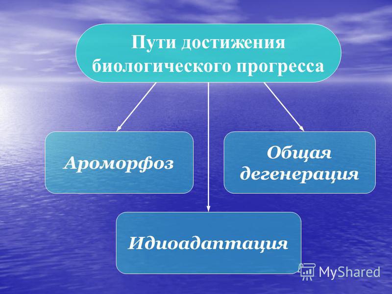 Пути достижения биологического прогресса ЕГЭ 2021 Биология Mercury onlineschool