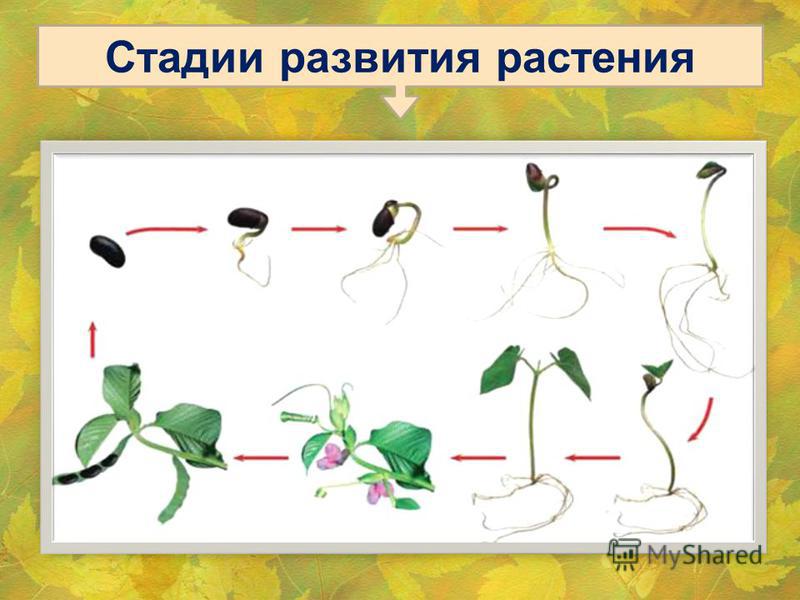 Стадии развития растения